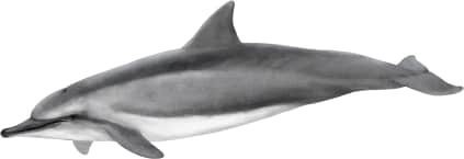 Spinner Dolphin