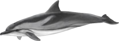 Striped Dolphin