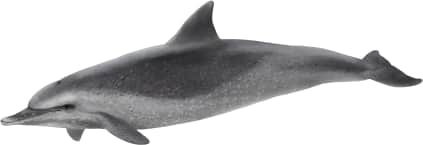 Pantropical Spotted Dolphin