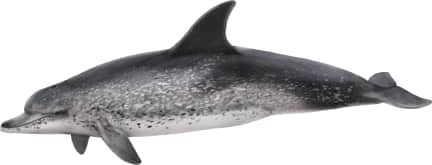 Atlantic Spotted Dolphin