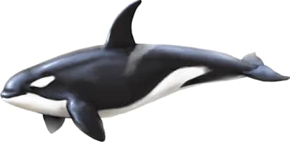 Orca — Female