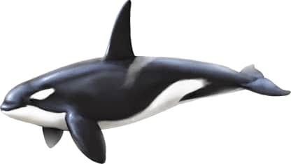 Orca