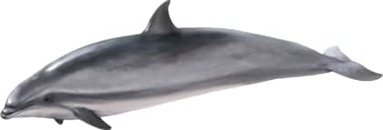 Fraser's Dolphin — Female