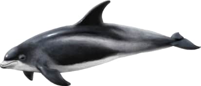 White-beaked Dolphin