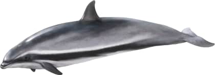 Fraser's Dolphin