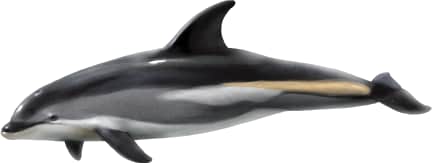 Atlantic White-sided Dolphin