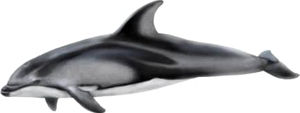 Pacific White-sided Dolphin