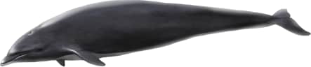 Northern Right Whale Dolphin