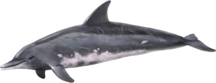 Rough-toothed Dolphin