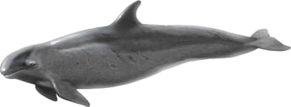 False Killer Whale