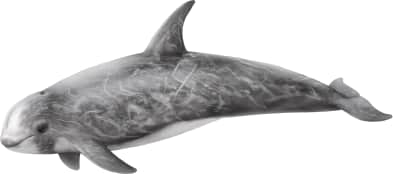 Risso's Dolphin