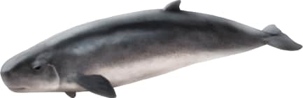 Pygmy Sperm Whale