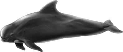 Short-finned Pilot Whale