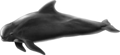 Long-finned Pilot Whale