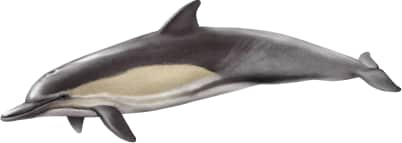 Long-beaked Common Dolphin