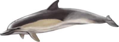 Short-beaked Common Dolphin
