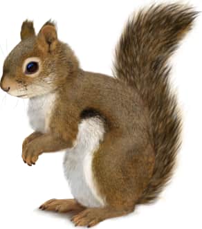 Southwestern Red Squirrel