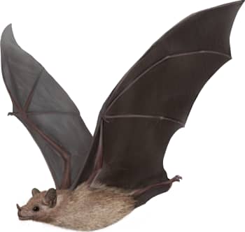 Lesser Long-nosed Bat