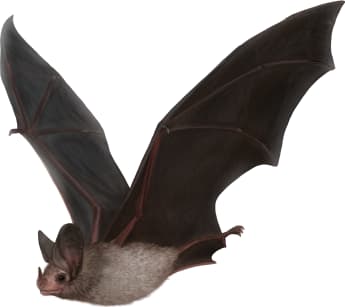 California Leaf-nosed Bat