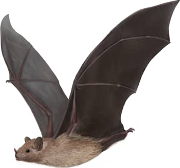 Mexican Long-nosed Bat
