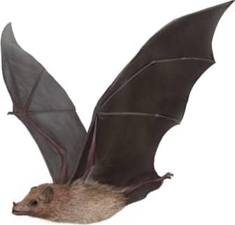Long-tongued Bat