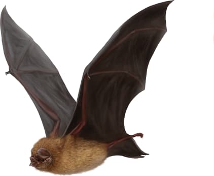 Ghost-faced Bat