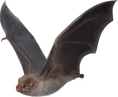 Hairy-legged Vampire Bat