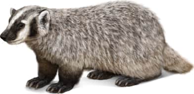American Badger