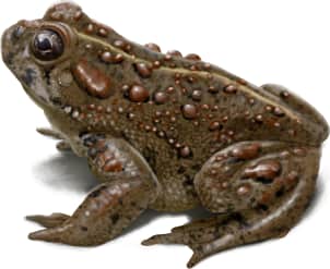 Hot Creek Toad