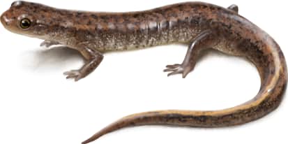 Oklahoma Salamander