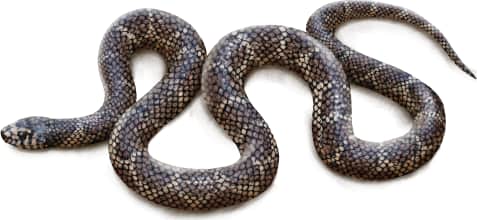 Eastern Kingsnake — Apalachicola Kingsnake