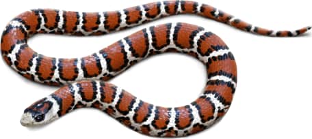 Chihuahuan Mountain Kingsnake