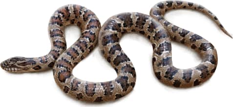 Prairie Kingsnake