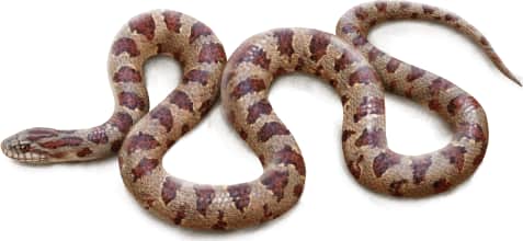 Mole Kingsnake