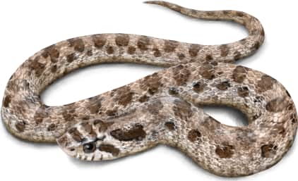 Plains Hognose Snake