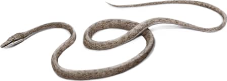 Thornscrub Vine Snake