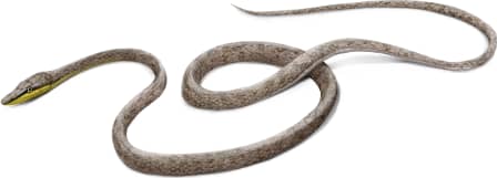 Thornscrub Vine Snake — Yellow Chin variation 