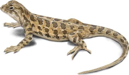 Southern Earless Lizard
