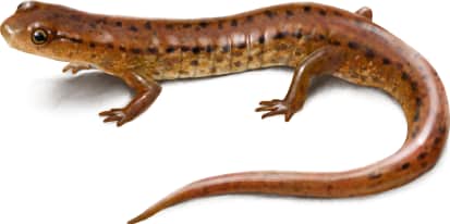 Carolina Sandhills Salamander