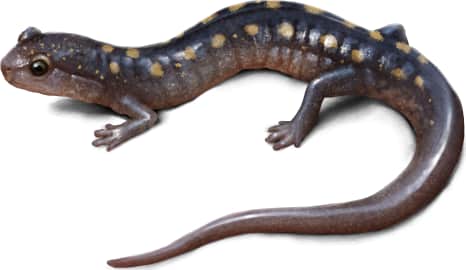 Yellow-spotted Woodland Salamander