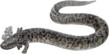 Reticulated Siren