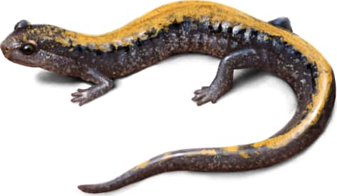 Coeur D'alene Salamander