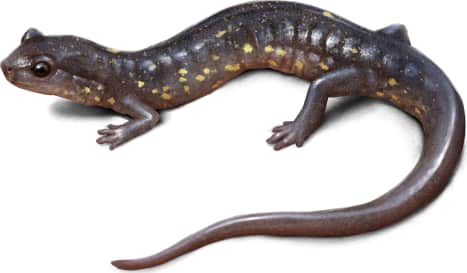 Blacksburg Salamander