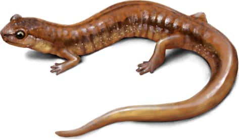 Van Dyke's Salamander