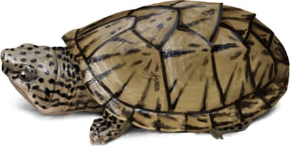 Intermediate Musk Turtle