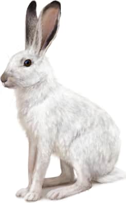 White-tailed Jackrabbit — Winter