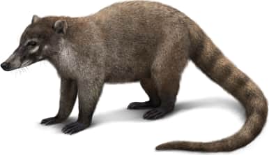 White-nosed Coati