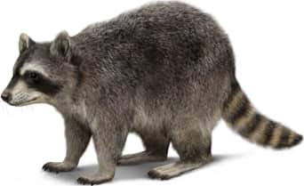 Common Raccoon