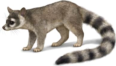 Ringtail