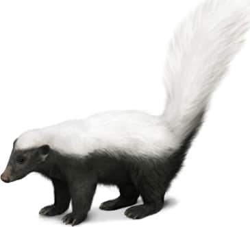 American Hog-nosed Skunk